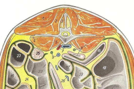 2012_Sept_7_8_cross_section_at_L4_equine.jpg