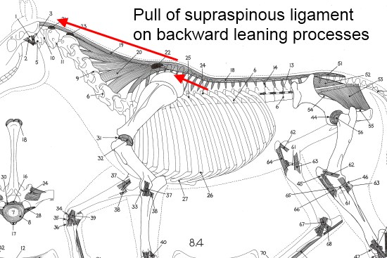 2012_March_3_6_suprapinous_ligament.jpg