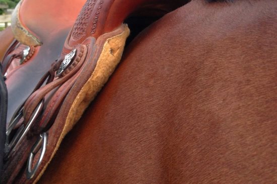 2015 May 15 9 saddle on horse.jpg