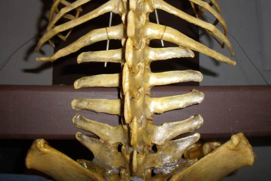 2012_March_17_3_11_lumbar_vertebrae.jpg