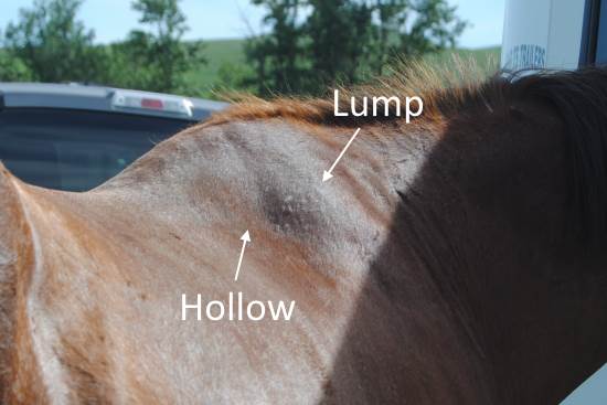 Still another horse with lump and hollow 2015 April 24 9 Cody right side.jpg