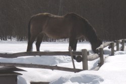 2012_Feb_10_6_Gus_drinking_from_waterer.jpg