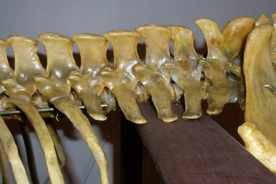 2012_Jan_15_4__lumbar_vertebrae_equine.jpg