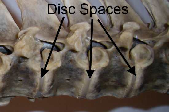 2012_Feb_10_2_equine_spine_discs.jpg