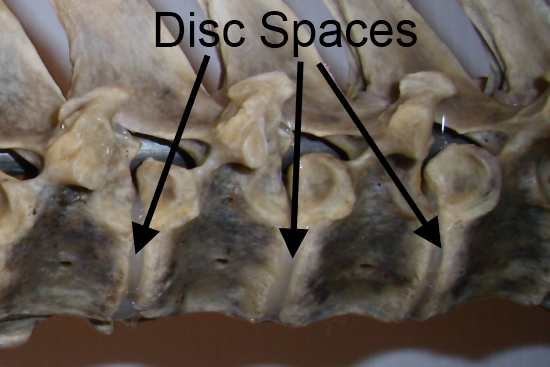 2012_Feb_10_2_equine_spine_discs.jpg