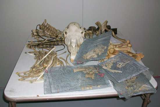 2011_Oct_4_1_table_of_bones.jpg