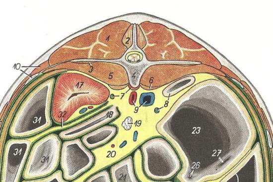 2012_Sept_7_9_cross_section_at_L2_equine.jpg