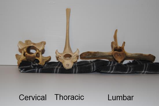 2012_Jan_28_1_equine_vertebrae.jpg