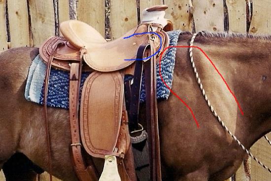Proper position matters! 2016 April 2 7 western saddle in proper position.jpg