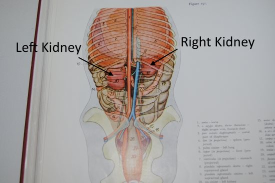 2016 May 11 5 dorsal view.jpg