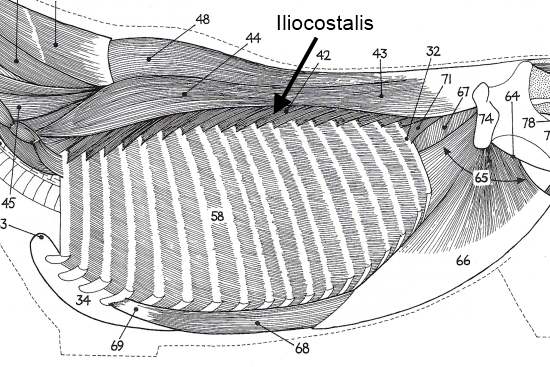 2012_Oct_8_3_illiocostalis.jpg