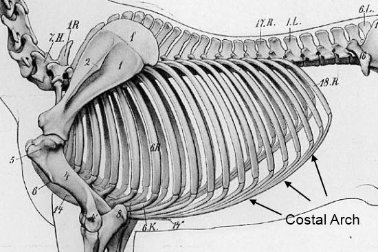 2012_April_14_Rib_cage_9.jpg