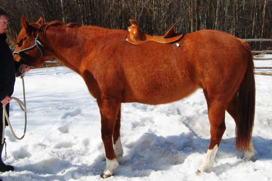 Western saddle tree on a horse 2012_August_7_1_tree_23.25_bar_length_1202027.jpg