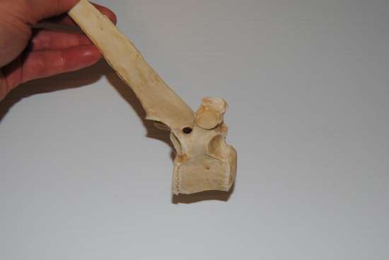 2012_Jan_28_5_equine_thoracic_vertebra.jpg