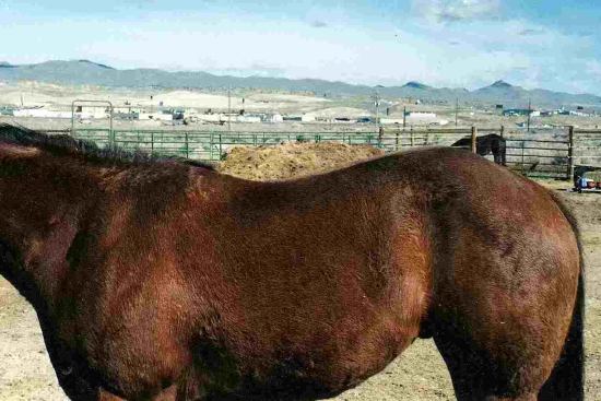 2012_Oct_24_9_downhill_horse.jpg