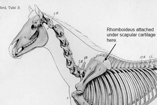 2012_June_14_3_scapular_cartilage.jpg