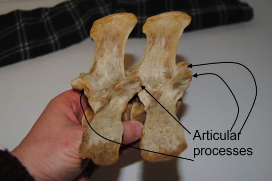 2012_Sept_7_6_equine_lumbar_vertebrae_articular_processes.jpg