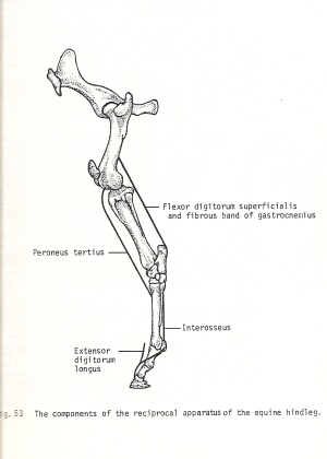 2011_Dec_8_4_reciprocal_apparatus.jpg