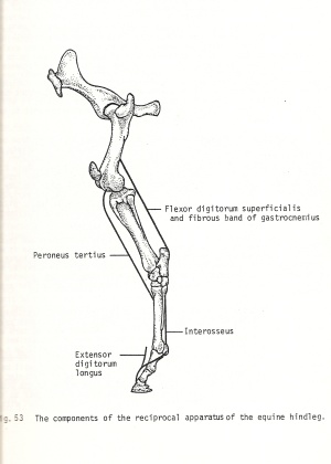 2011_Dec_8_4_reciprocal_apparatus.jpg