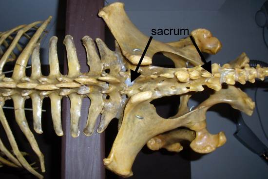 2012_Jan_15_5_sacrum_equine.jpg