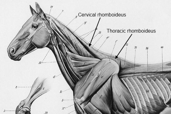 2012_June_14_1_rhomboids_1.jpg