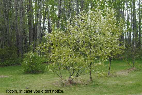 2013_May_21_1_flowering_pin_cherry.jpg