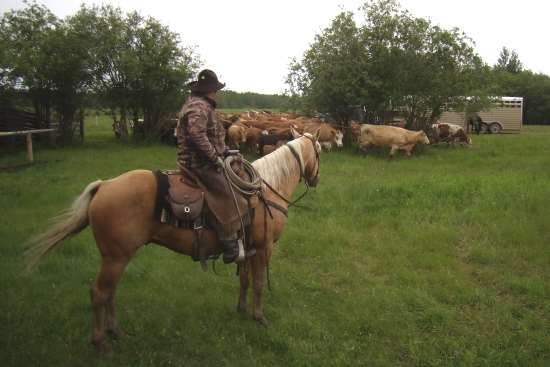 2013_May_21_25_cows_at_community_pasture.jpg