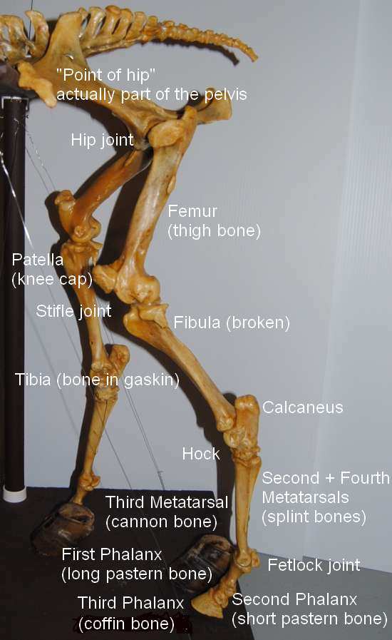 Bones of the hind leg - part one