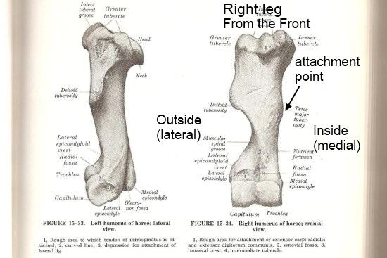 2012_June_3_4_humerus.jpg