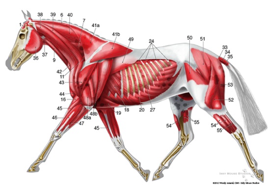 2015 May 26 8 Inky Mouse superficial-musculature-anatomy.jpg