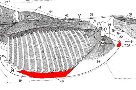 2012_Oct_8_8_rectus_abdominus.jpg