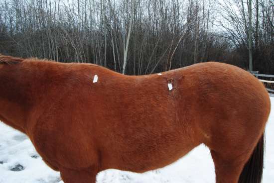 Back of shoulder, last rib and T18 marked on equine back 2012_August_7_3.jpg