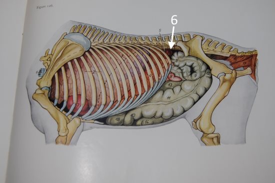 2016 May 11 4 6 left kidney.jpg