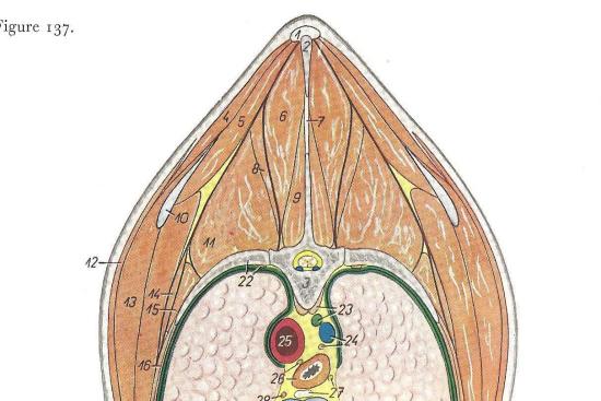 2012_Sept_7_12_Cross_section_at_T6_equine.jpg