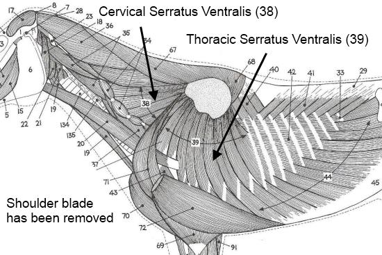 2012_July_14_2_serratus_vetnralis_2.jpg