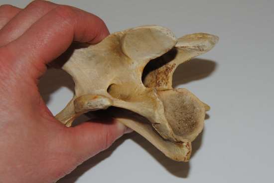 2012_Jan_28_4_15_equine_cervical_vertebra.jpg