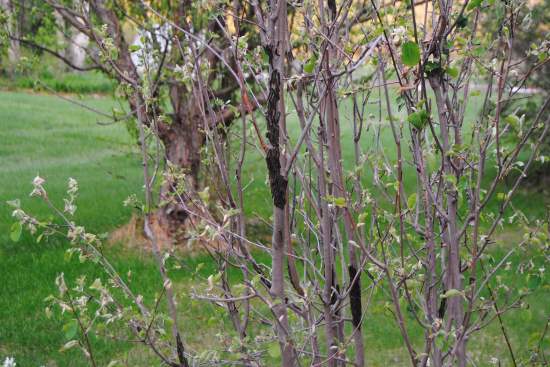 2013_June_1_6_Saskatoons.jpg