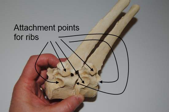 2012_Jan_28_13_equine_thoracic_vertebrae.jpg