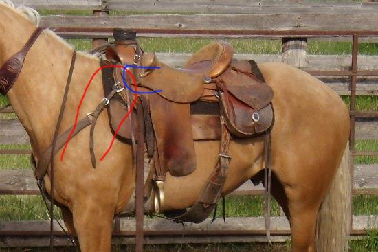 Saddle on the shoulder blades... 2016 April 2 11 saddle on shoulder blades.jpg