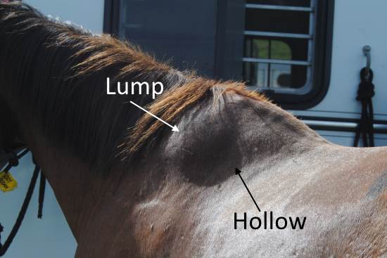 The other side has a lump and hollow too... 2015 April 24 10 Cody left side.jpg