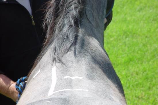 Normal, or not? 2015 April 24 1 damaged back.jpg