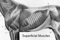 2012_April_14_Rib_cage_5_Muscles_superficial.jpg