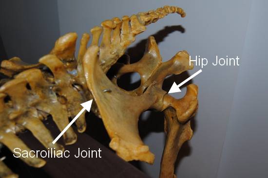 Of pivots, lollipops and springs - movement of the horse’s hind leg