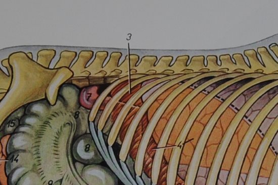 2016 May 11 3 3a right kidney.jpg