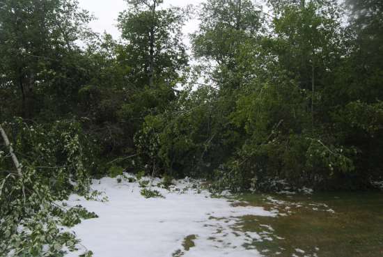 2016 May 21 9 damage to trees.jpg