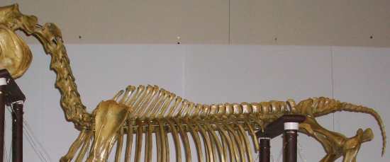 2012_Feb_10_1_equine_spine.jpg