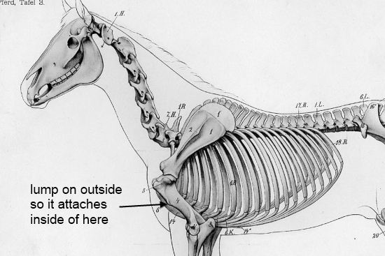 The Latissimus Dorsi muscle