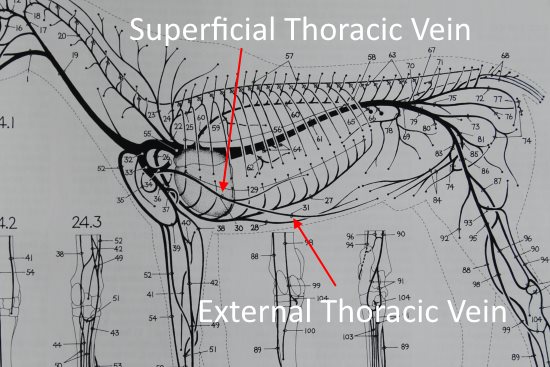 2016 April 18 10 major equine veins.jpg