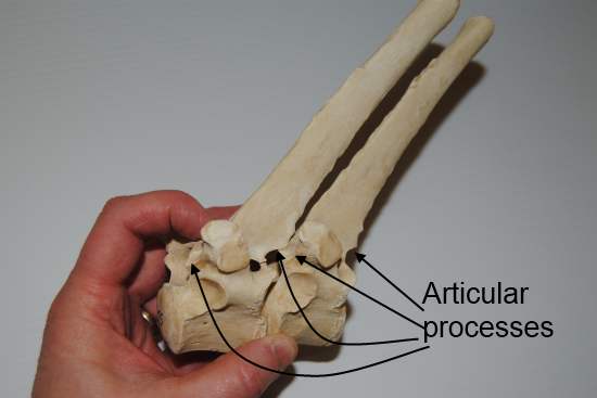 2012_Jan_28_12_equine_thoracic_vertebrae.jpg