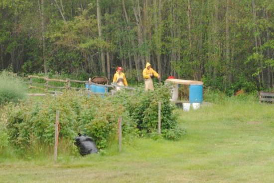 2015 Aug 20 7 making rawhide in the rain.jpg